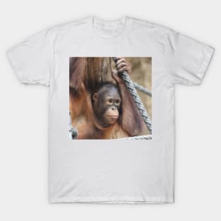 OrangUtan 002 T-Shirt